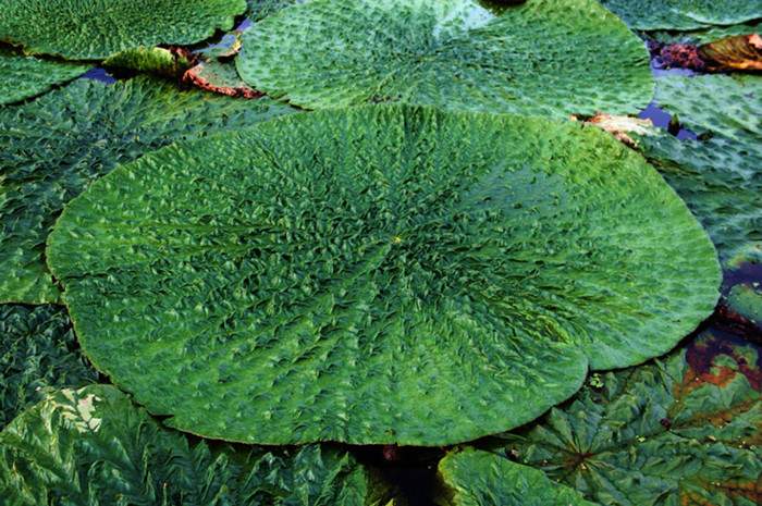 去苏州一定要吃的美食——鸡头米(图2)