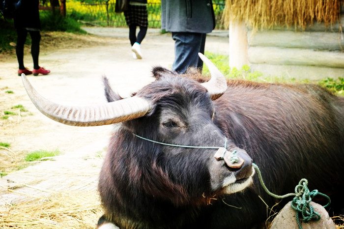 阳澄湖旅游攻略 阳澄湖莲花岛旅游(图3)