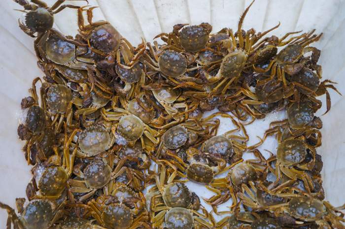 苏州阳澄湖旅游攻略 阳澄湖哪里吃大闸蟹(图3)