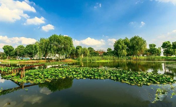 阳澄湖莲花岛之旅：湖鲜美食与自然风光体验(图2)