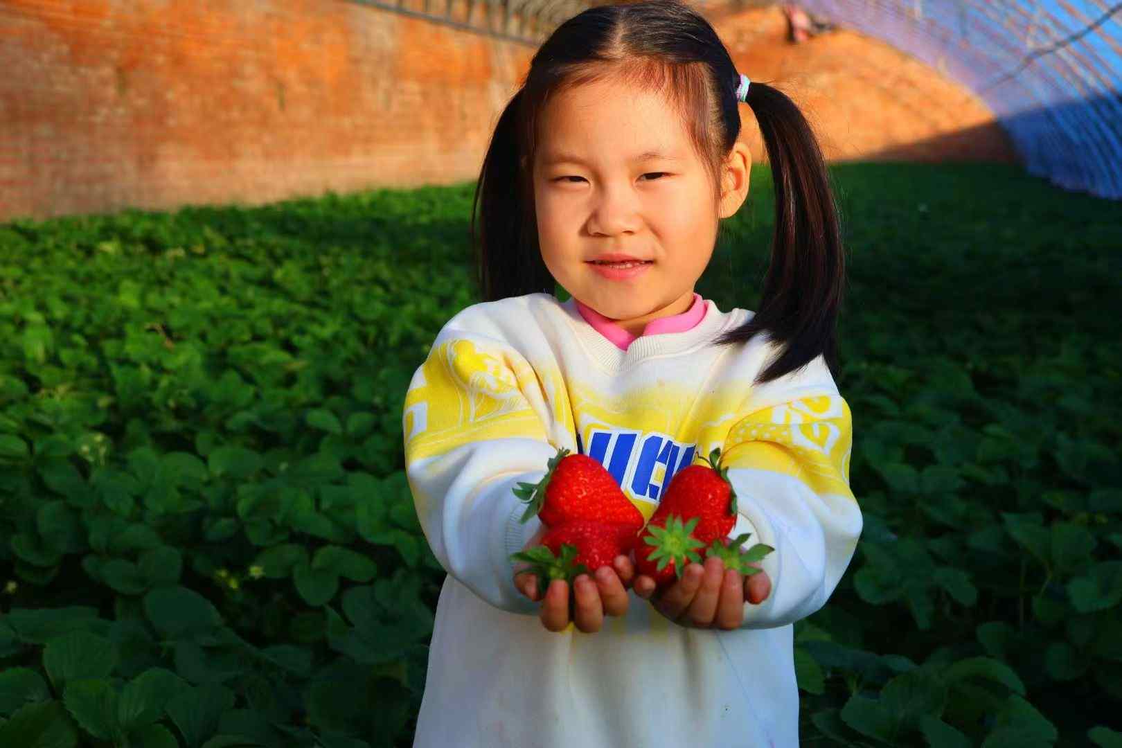 京郊农业文旅融合典范:昌平辛庄草莓季开启(图1) 京郊农业文旅融合典范:昌平辛庄草莓季开启(图1)