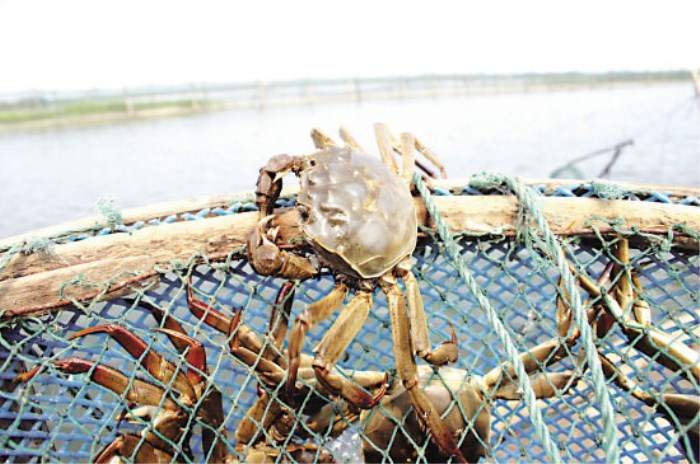 阳澄湖半岛一日游攻略：莲花岛美食与自然风光体验(图4)