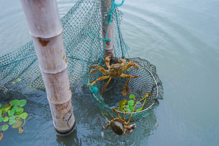 阳澄湖莲花岛亲子游攻略与品蟹指南(图3)