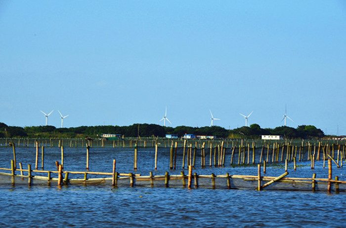 阳澄湖莲花岛春季赏花指南：油菜花与桃花盛景探秘(图3)