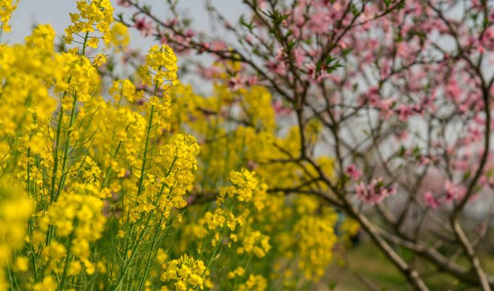 阳澄湖莲花岛一日游攻略：花海骑行与农家乐体验(图5)