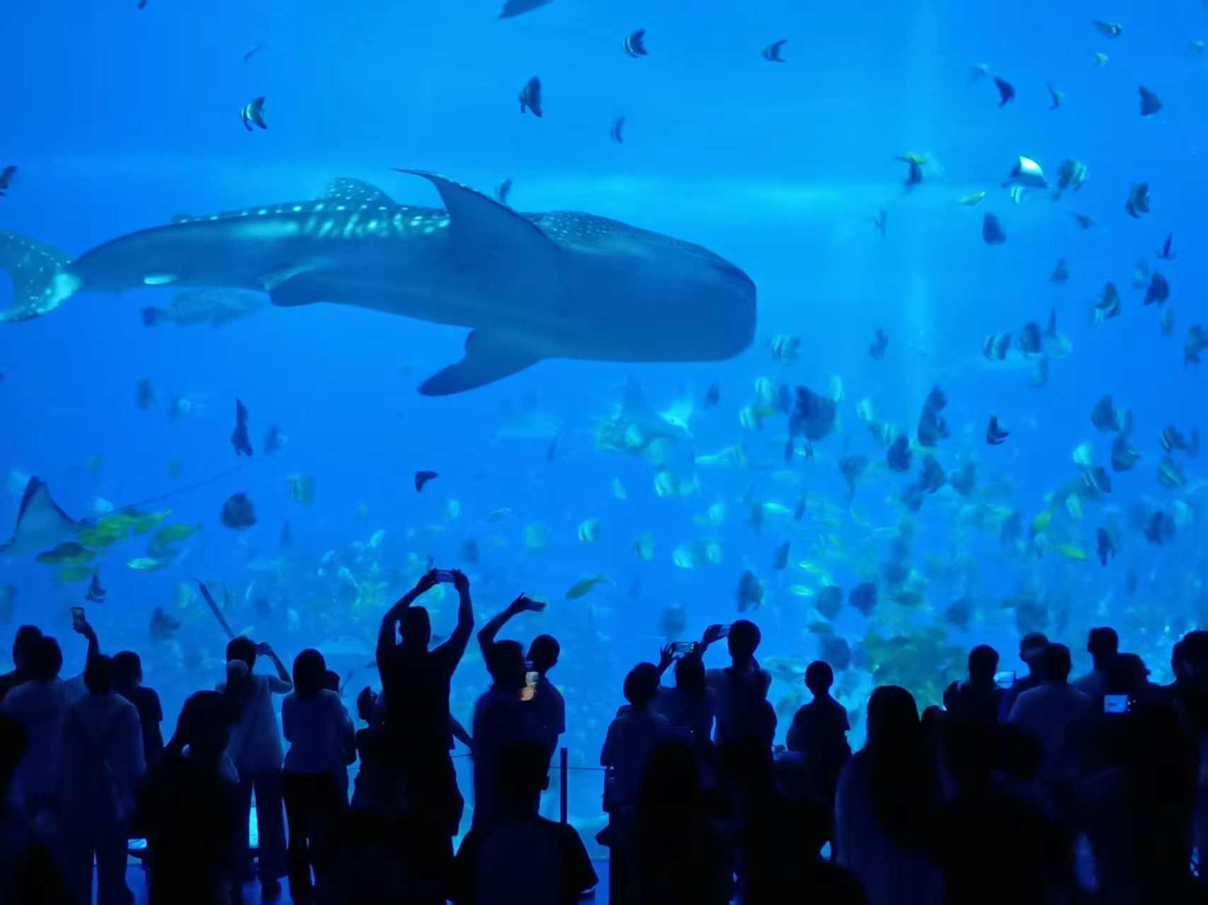 广东海洋乐园突破单一观赏模式，多元融合打造沉浸式体验(图1)