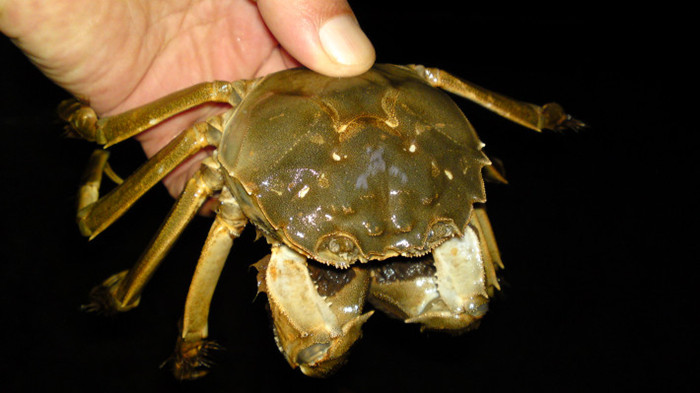 阳澄湖大闸蟹品尝攻略与农家乐选择指南(图4)