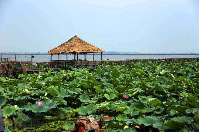 阳澄湖莲花岛自驾游攻略：宁静江南水乡与湖鲜美食之旅(图2)