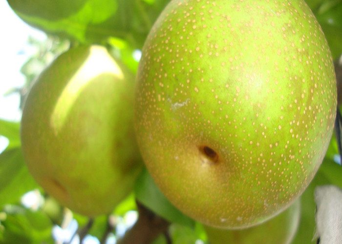 肉脆多汁、酸甜可口——苏州树山梨(图3)