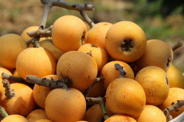 苏州特产水果——白玉枇杷(图2)