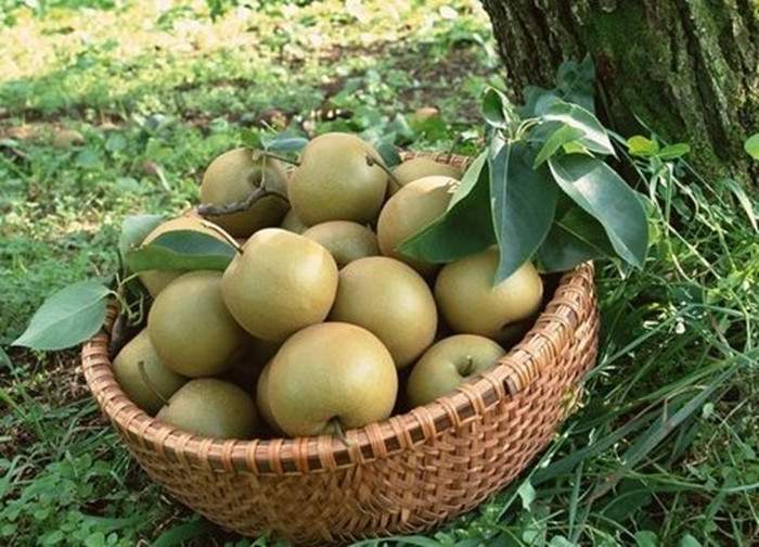 肉脆多汁、酸甜可口——苏州树山梨(图2)