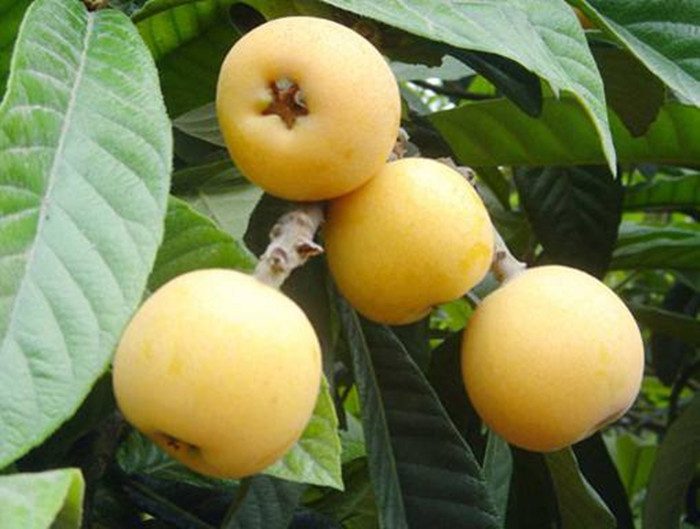 酸甜可口，西山特有——苏州青种枇杷(图2)