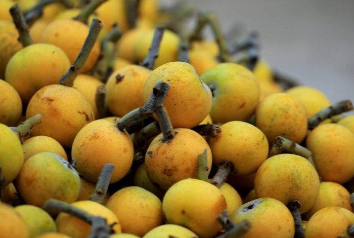 酸甜可口，西山特有——苏州青种枇杷(图3)