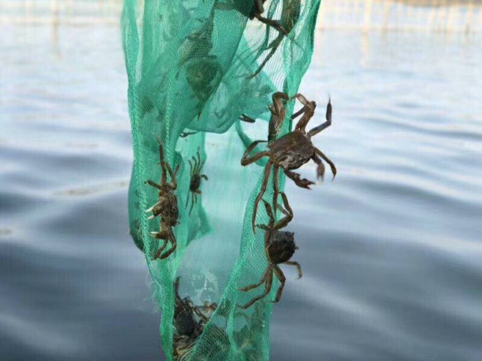 阳澄湖莲花岛油菜花海与湖鲜美食全攻略(图3)