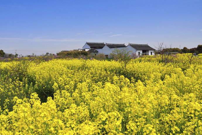 阳澄湖莲花岛油菜花观赏指南与农家乐体验(图3)
