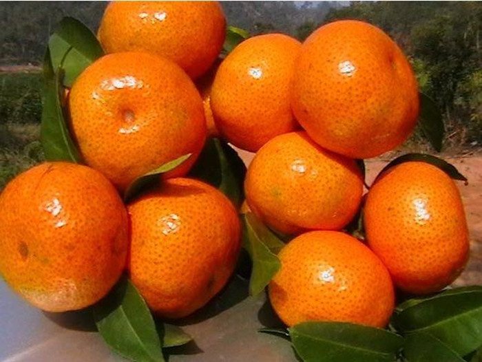 色泽鲜艳，味甜汁鲜——苏州洞庭红橘(图2)