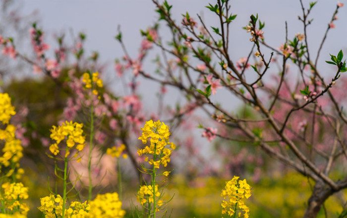 阳澄湖莲花岛旅游攻略：油菜花海与湖鲜美食体验(图3)