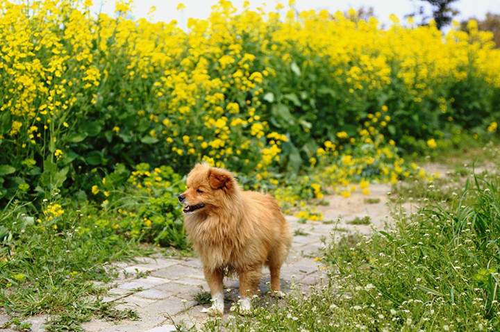 阳澄湖莲花岛油菜花观赏攻略与自驾游体验(图3)