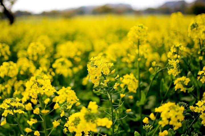 阳澄湖莲花岛油菜花观赏指南与特色体验(图2)