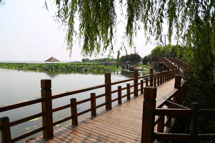 阳澄湖莲花岛旅游攻略：油菜花海与湖鲜美食体验(图2)