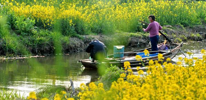 阳澄湖莲花岛油菜花观赏攻略与春季活动指南(图2)