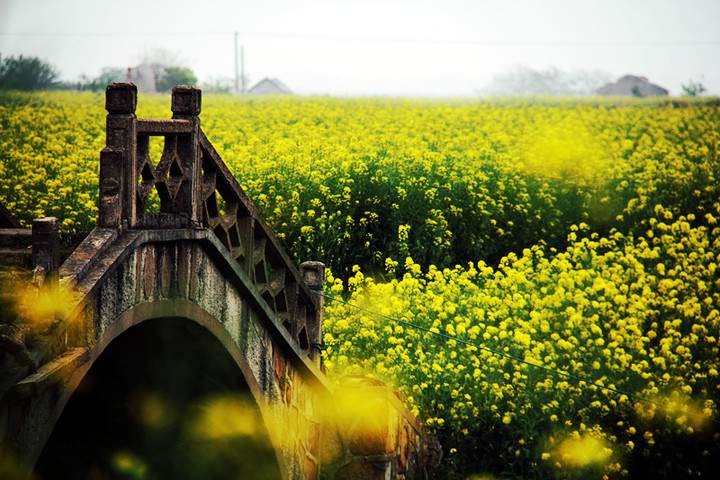 阳澄湖莲花岛一日游攻略：春日油菜花海与地道美食体验(图4)
